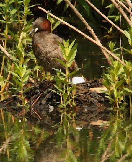 LittleGrebe - AdelDam