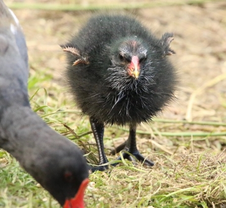 Moorhen - Adel Dam