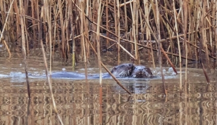 Otter - Adel Dam