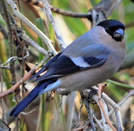 Bullfinch - AdelDam