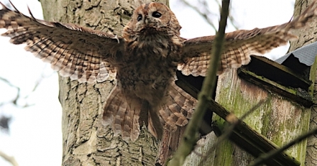 TawnyOwl - AdelDam