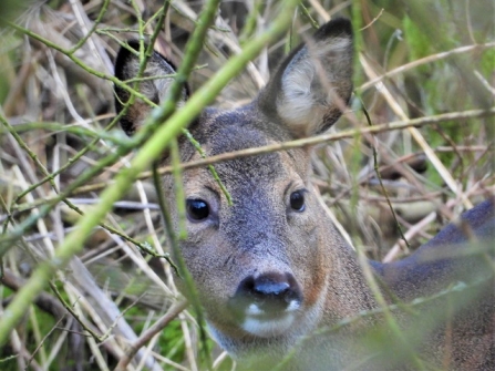 Roe deer - AdelDam