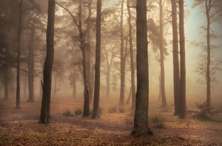 My escape at Strensall Common (c) Steve Gray