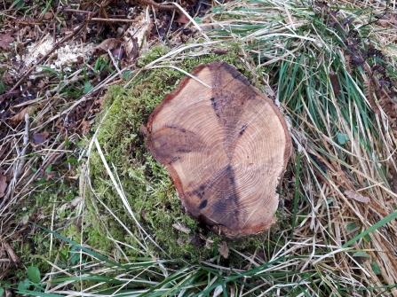 Ash with dieback