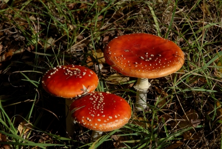 Autumn fly agaric at Potteric Carr (c) Tony Thompson