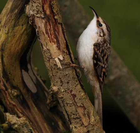 Treecreeper - AdelDam