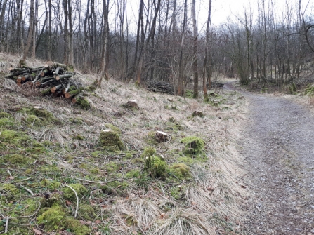 Cut ash trees at Grass Wood