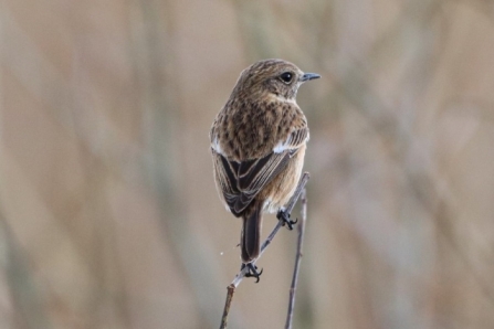 Stonechat - AdelDam