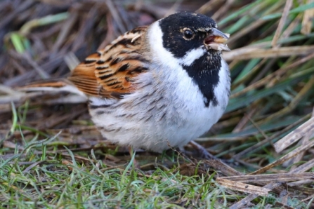 Reedbunting(male) - AdelDam