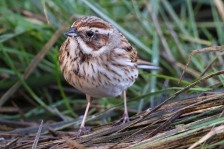 Reedbunting - AdelDam