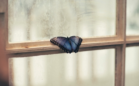 Butterfly on windowsill