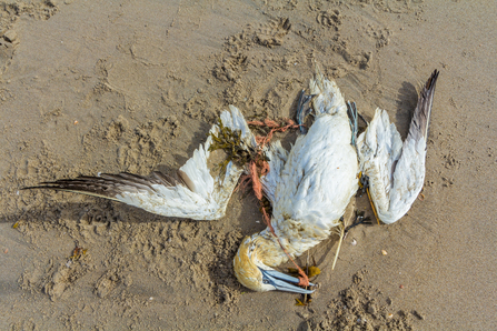 Gannet entangled in plastic