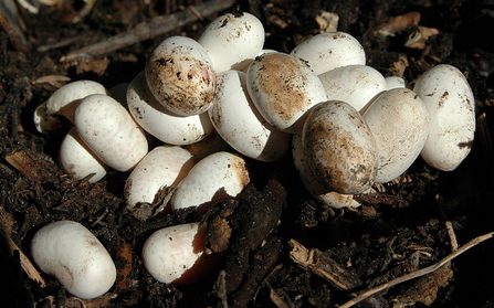 A group of smooth white eggs on earthy ground, some of the eggs are slightly muddy. They are small, long and narrow eggs.