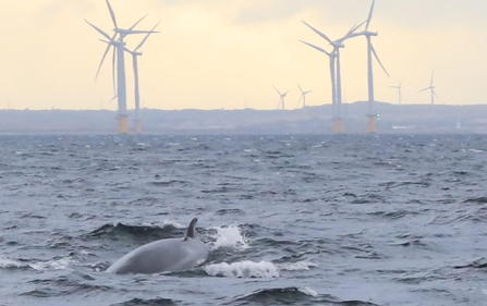 Teeside windfarm and minke whale - (C) Anita Crook