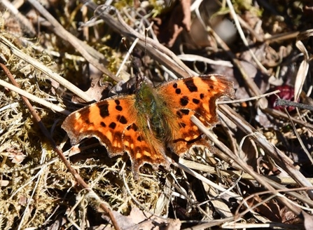 Comma © Lynda Christou 2021