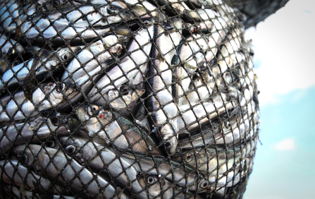 Fish in a net