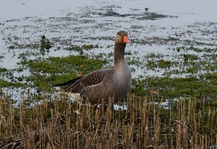 Greylag Goose © Lynda Christou 2021