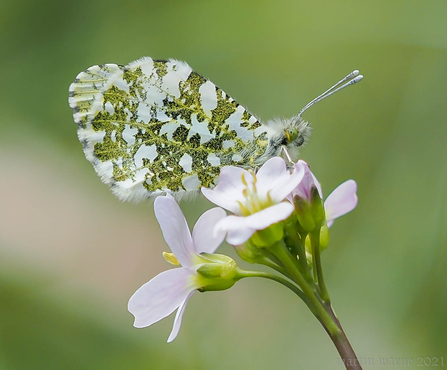 female Orange Tip © Martin Warne 2021