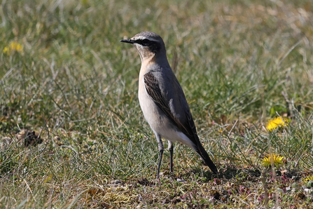 Potteric Carr wildlife sightings 2021 | Yorkshire Wildlife Trust