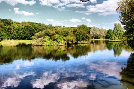 Reflection of sunlight and trees on water