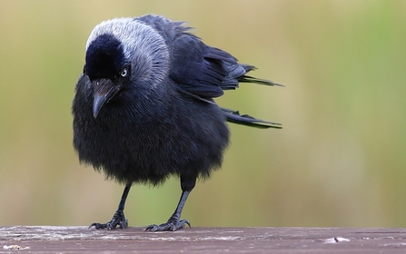 Jackdaw © Nidge Nilsen 2021