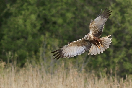 Marsh Harrier © Nidge Nilsen 2021