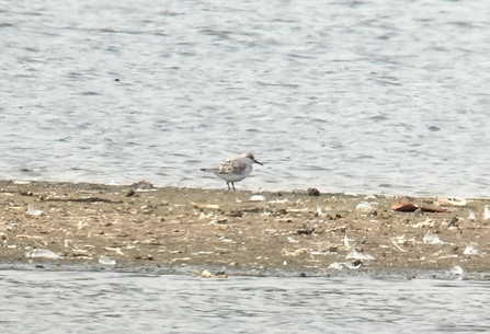 record shot of Sanderling © Richard Scott 2021