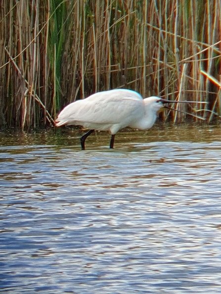 Spoonbill © Sue Brook 2021