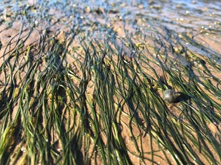 An established patch of seagrass.