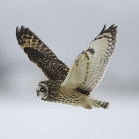 Short-eared owl in flight