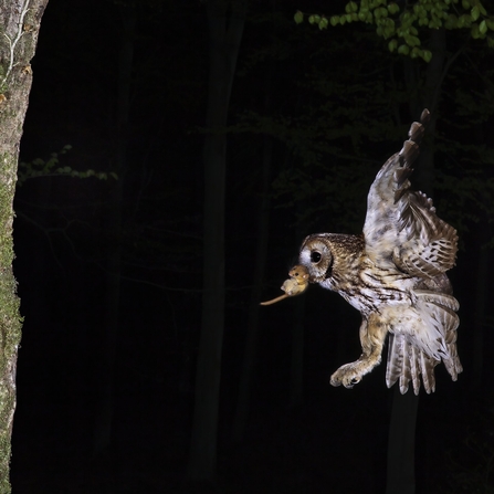 Tawny owl