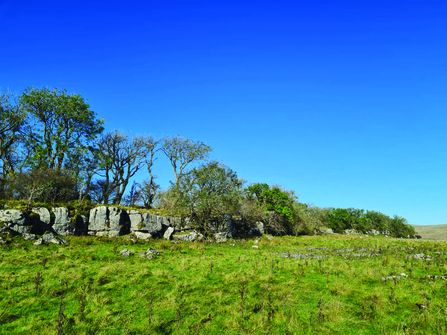 A small patch of tree at Ashes pasture