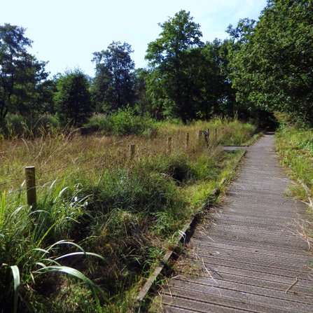 A sunny day at Askham Bog. Photo by Lana Huntley