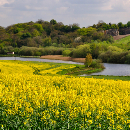 A field of yellow flowers on a summers day at Sprotborough Flash. Photo by Mark Kelly