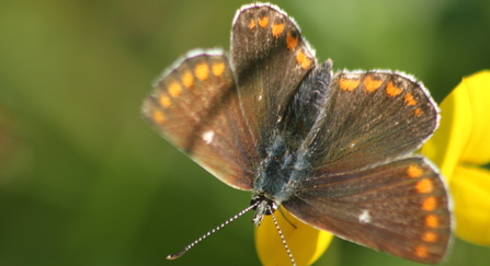 A northern brown argus visits a bright yellow bird's-foot-trefoil flower. Its wings are open, revealing the white spot on the dark brown background