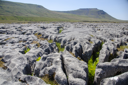 Wild Ingleborough Limestone Pavement - Sara, Telling Our Story Volunteer