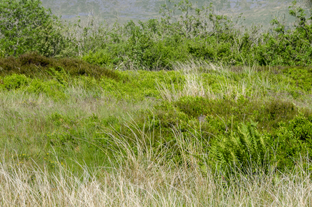 An area of rampant vegetation where stock have been excluded for years, photo taken by Sara