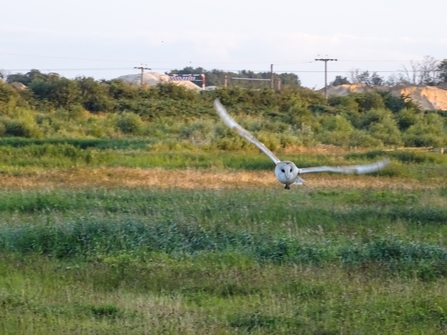 Barn owl in flight over green meadow at North Cave Wetlands nature reserve. Head facing towards camera, but looking towards the right, with wings outstretched. It is on the right hand side of the frame and as you look at it, its left wing is tilted higher, whereas its right wing is horizontal.