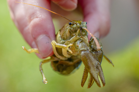 White-Clawed crayfish close-up - Sara