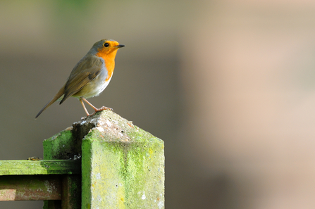 Robin sat on a fence post