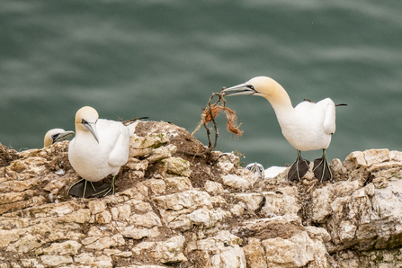 Marine pollution Gannets TOS Sara