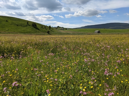 View of a grassland covered in yellow and purple wildflowers up on Ingleborough in the Yorkshire Dales.