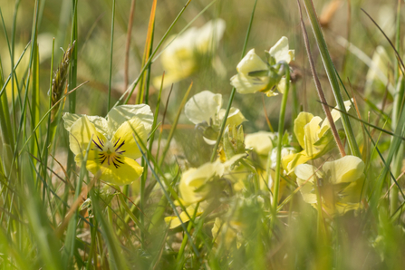 Mountain Pansies growing in Ashes Pasture