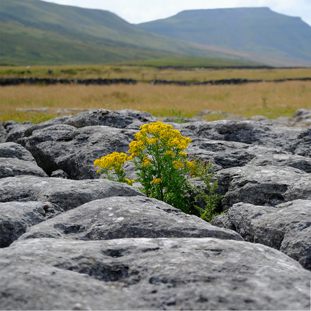 In the foreground a yellow flower is growing out of a limestone pavement. In the background is a view of Ingleborough.