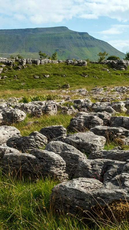 A landscape photograph showing Ingleborough mountain in the distance and a limestone pavement in the foreground.