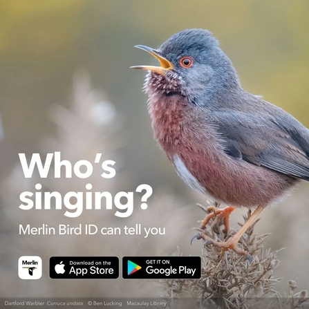 Dartford warbler singing on a branch with text overlay saying who's singing? Merlin Bird ID can tell you, with icons to download on the Apple or Google app stores