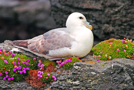 side view of a fulmar sitting on a mossy rock with pink flowers