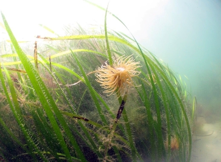 Seagrass under water