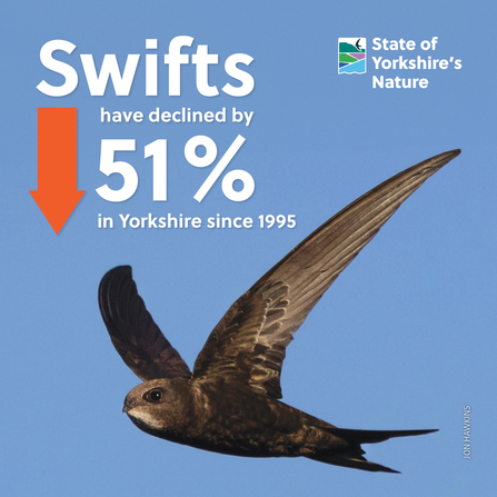 Swifts have declined by 51% in Yorkshire since 1995 - image of a swift on a blue sky