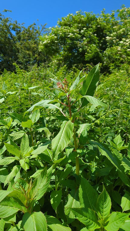 Himalayan Balsam on Selby Canal